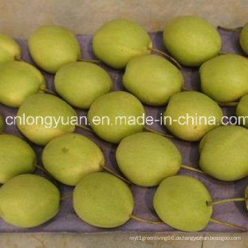 Heißer Verkauf neue Ernte frisch und süß Shandong Birne